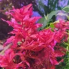 Red Ludwigia Repens Aquarium Plant - 5-7 Live Stems - Vibrant Red Aquatic Decor