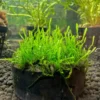 Java Moss Live Aquarium Plant Portion - Freshwater Aquatic Moss