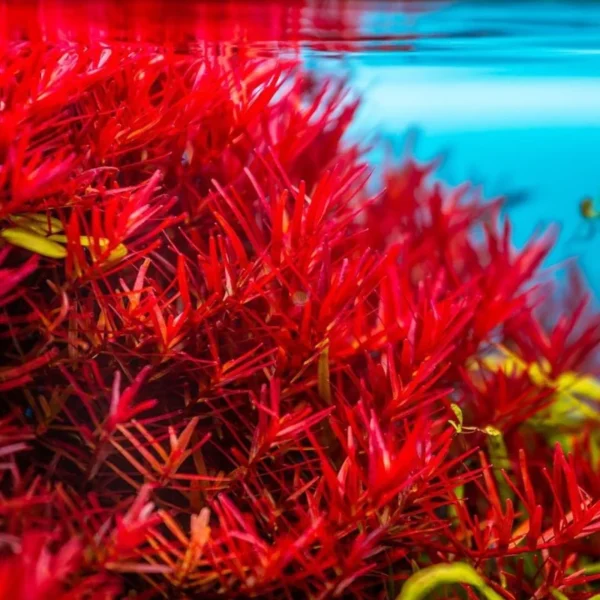 Rotala Rotundifolia Stems - Live Aquarium Plants, Green to Red, 5-7 Stems
