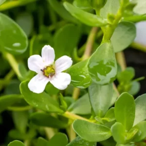 Moneywort Aquarium Plant Live Stems - Freshwater Aquatic Plants