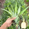 Pineapple Plants Live Bushes - Outdoor Planting, Sweet Tropical Fruit, 5-7 Inches Tall