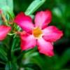 Desert Rose Plant Live Seedlings - 4-5 Inch Starter Plant - Colorful Blooms