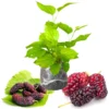 Mulberry Tree Starter Plant - 6-8 Inches Tall - Edible Fruit - Live Outdoor Planting