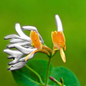 Honeysuckle Vine Live Plant 4-10 Inches Cold Hardy Fragrant Climbing