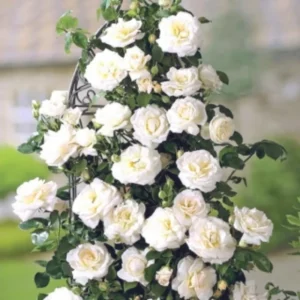 Climbing Rose Plants Live Tree, Fragrant Roses Bushes, 4-9 Inch Starter, Colorful Blooms, Outdoor Vining Roses