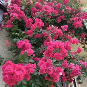Climbing Rose Plants Live Tree, Fragrant Roses Bushes, 4-9 Inch Starter, Colorful Blooms, Outdoor Vining Roses
