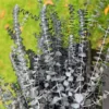 Eucalyptus Bush Plant Live Starter Plugs - 3-5 Inch Outdoor Tree - Fragrant