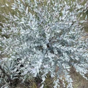 Eucalyptus Trees Live Plants Set - Starter Size Fragrant Easy-Care Cold Hardy