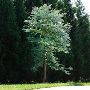 Eucalyptus Trees Live Plants Set - Starter Size Fragrant Easy-Care Cold Hardy