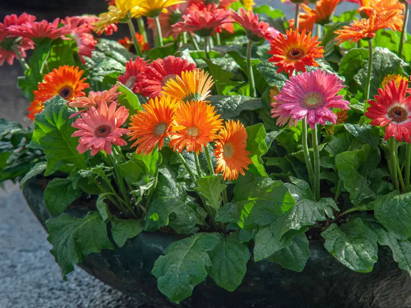 Top 10 Best Plants for Mother’s Day 16 Gerbera Daisy, Best Plants for Mother's Day