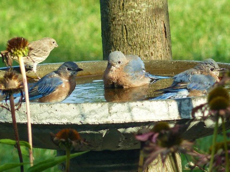 Simple Ways to Create a Better Habitat for a Wildlife Garden 2 Provide Food and Water for Wildlife