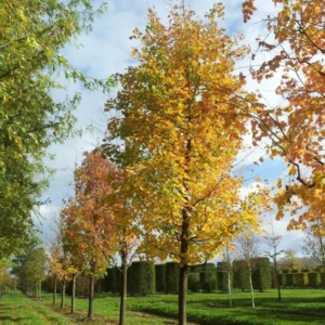 Silver Maple Tree Plants - 2 Live Bare-roots 12-18