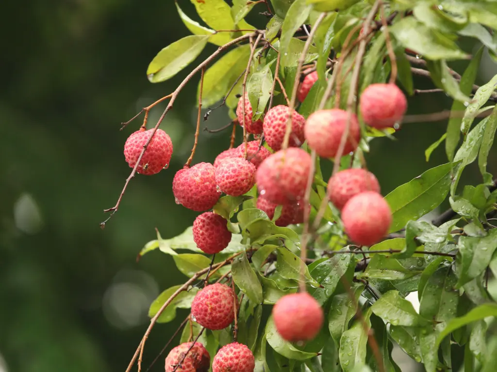Caring for Lychee Trees in Spring: What You Need to Know for Healthy Growth 1 Ripe lychee fruits hanging on branches of a healthy tree.