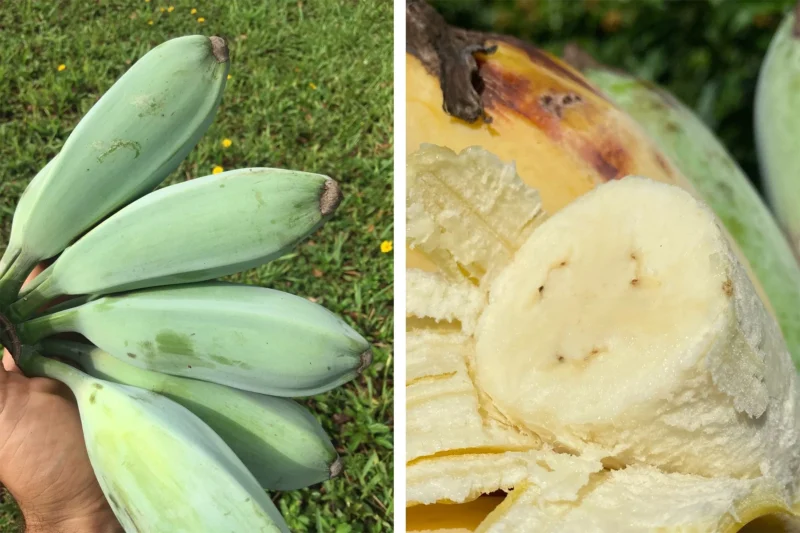 6 Best Tasting Banana Varieties You Should Plant for Your Garden Home 1 ice cream banana