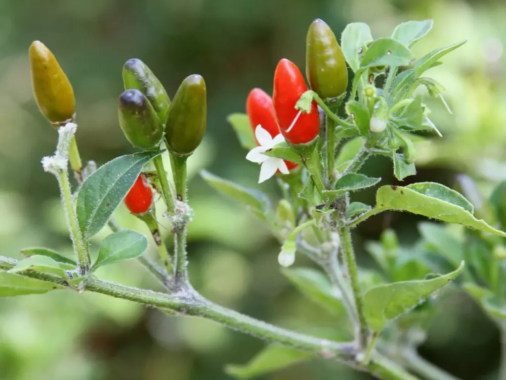 12 Tips for Growing Pequin Peppers Indoors 3 some problems with pequin pepper when growing pequin peppers indoors
