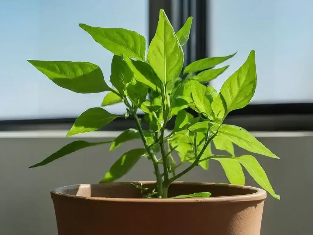 12 Tips for Growing Pequin Peppers Indoors 1 pequin peppers indoors with plenty of light