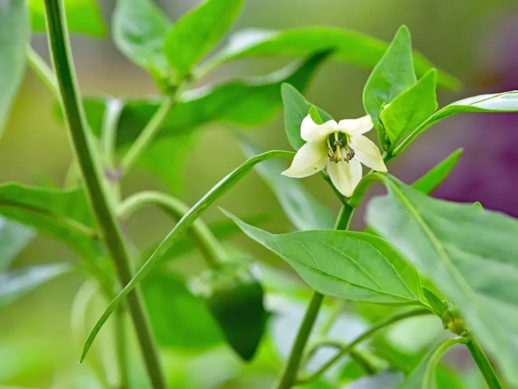 12 Tips for Growing Pequin Peppers Indoors 4 pepper flowers