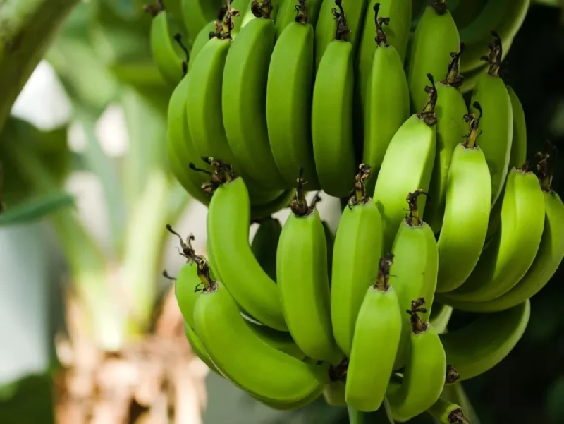 6 Best Tasting Banana Varieties You Should Plant for Your Garden Home 4 Grand Nain Banana - best tasting banana varieties