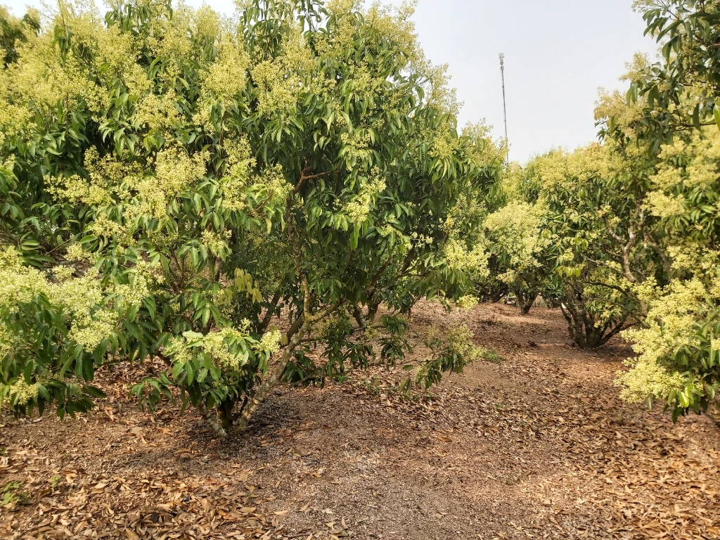 Why Your Lychee Tree Isn’t Flowering—And How to Fix It 1 lychee trees with flowers