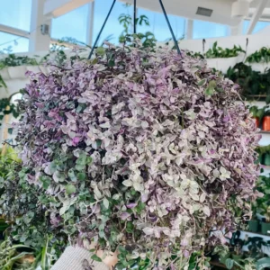 Callisia Repens Pink Tradescantia Live Plant, Turtle Vine Houseplant - 2 Inch Pot