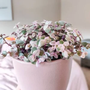 Callisia Repens Pink Tradescantia Live Plant, Turtle Vine Houseplant - 2 Inch Pot