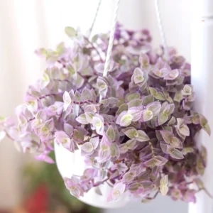 Callisia Repens Pink Tradescantia Live Plant, Turtle Vine Houseplant - 2 Inch Pot