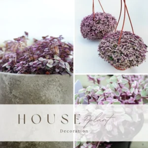 Callisia Repens Pink Tradescantia Live Plant, Turtle Vine Houseplant - 2 Inch Pot