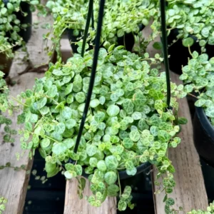 String of Turtles Vine 6