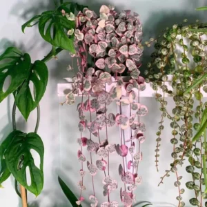 Variegated String of Hearts Plant Live - Ceropegia Woodii Vine Succulent - 2.5