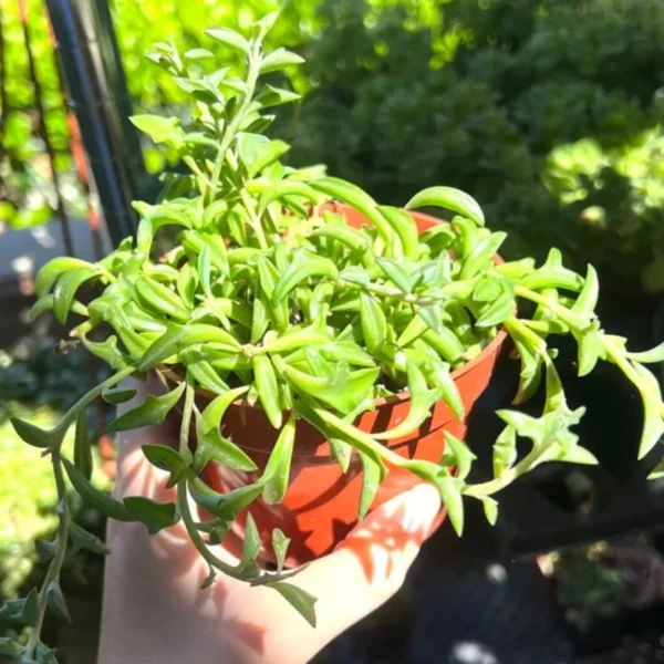 String of Dolphins Plant Live Trailing Succulent 4 Inch Pot Ornamental Houseplant