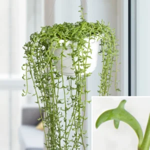 String of Dolphins Plant Live Trailing Succulent 4 Inch Pot Ornamental Houseplant