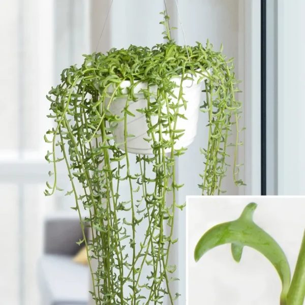 String of Dolphins Plant Live Trailing Succulent 4 Inch Pot Ornamental Houseplant