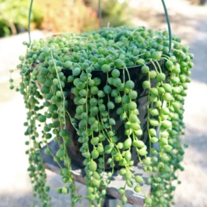 String of Pearls Plant Live Hanging Succulent 2