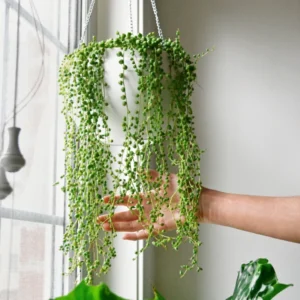 String of Pearls Plant Live Hanging Succulent 2