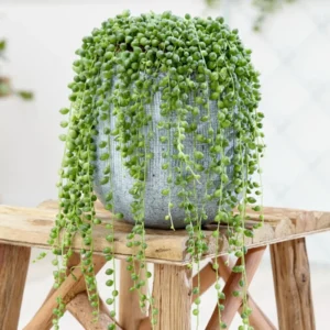 String of Pearls Plant Live Hanging Succulent 2