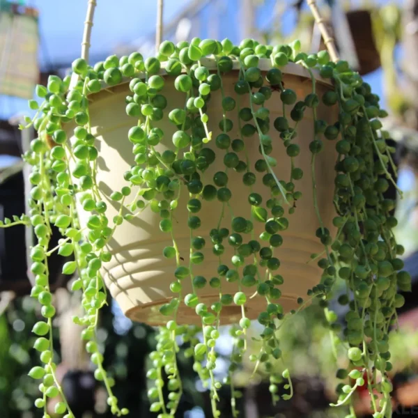String of Pearls Plant Live - 6 inch Hanging Succulent Vine Indoor