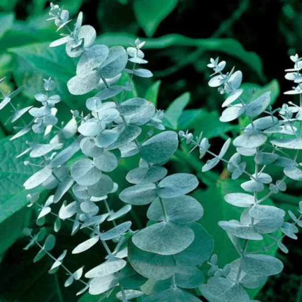 Baby Blue Eucalyptus Plant Live 2.5'' Pot - Home Garden Decoration