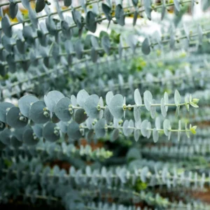 Baby Blue Eucalyptus Plant Live 2.5'' Pot - Home Garden Decoration