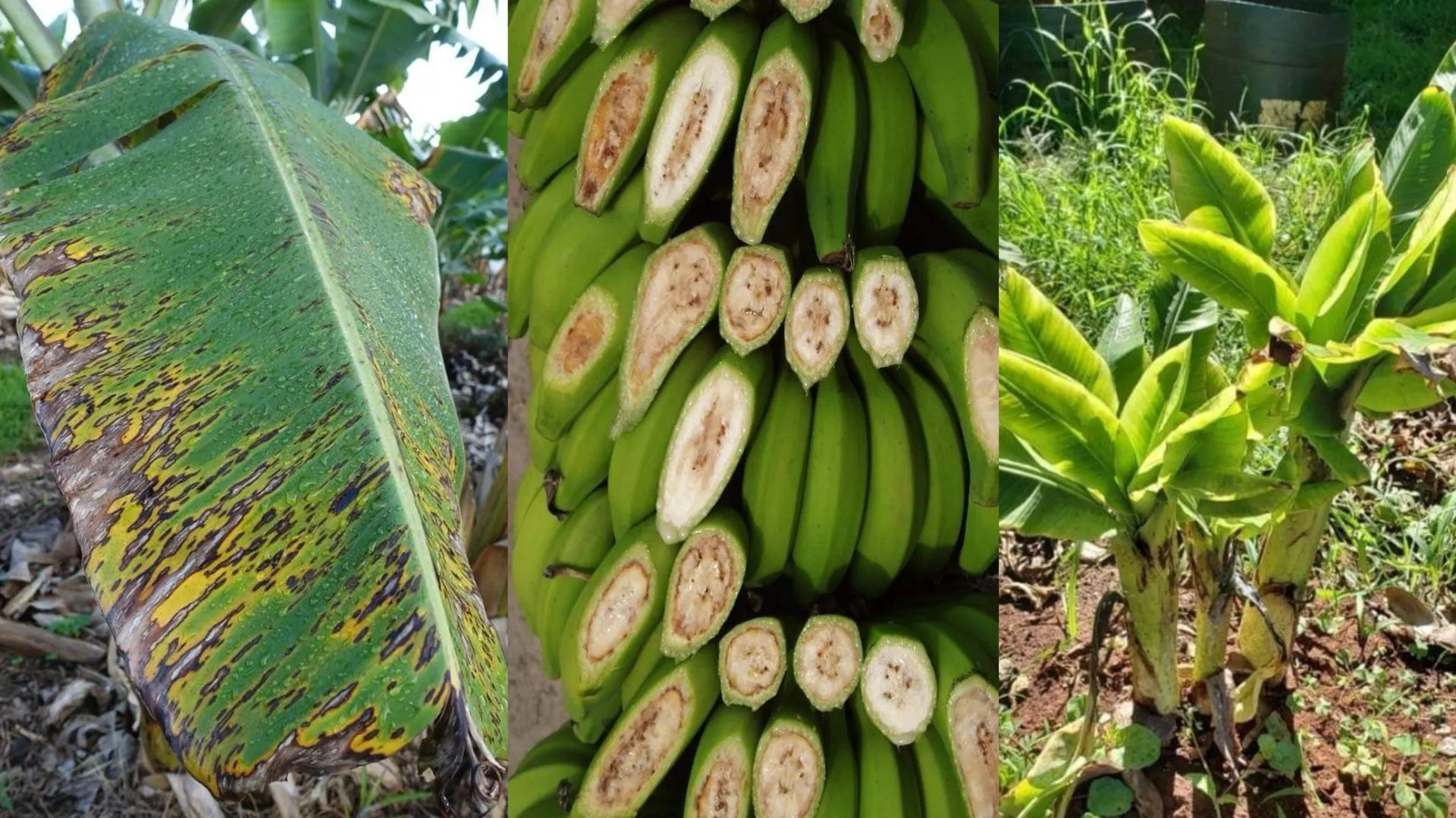 5 Common Blue Java Banana Tree Problems and How to Fix Them 3 Signs of common Blue Java banana tree problems including leaf spots, internal fruit rot, and weak plant growth.