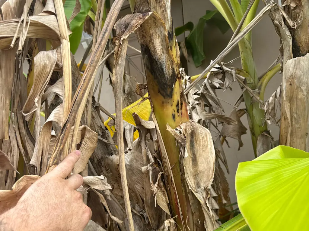 5 Common Blue Java Banana Tree Problems and How to Fix Them 2 Banana plant with bacterial rot and dried leaves, showing signs of poor drainage or fungal infection.
