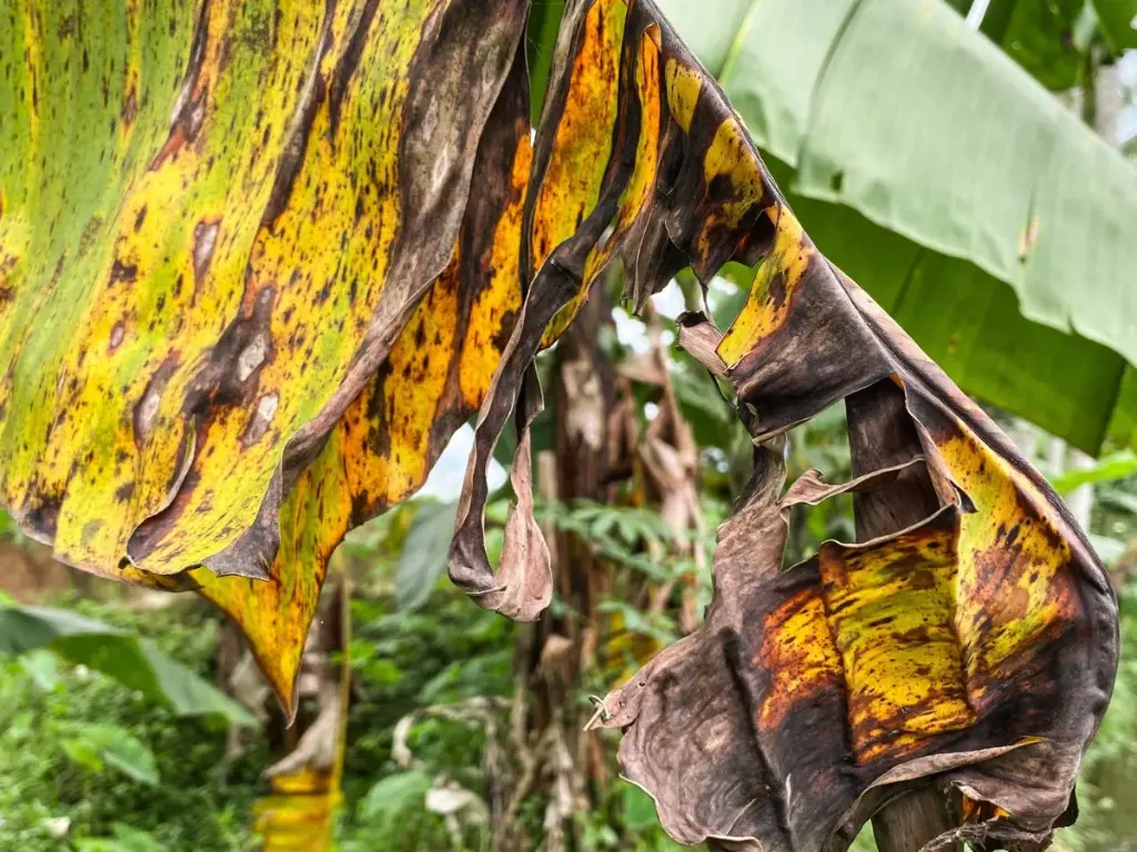 5 Common Blue Java Banana Tree Problems and How to Fix Them 1 Close-up of Blue Java banana leaf with Black Sigatoka disease, showing yellowing and black streaks