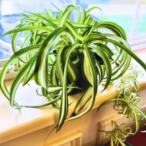 Curly Spider Plant Live Houseplant 4