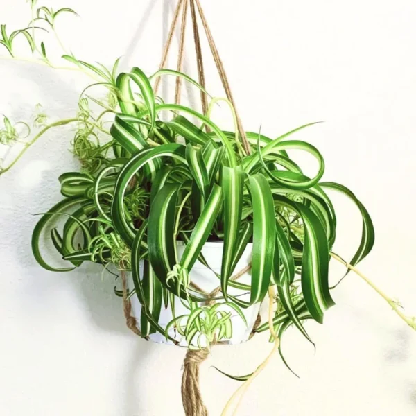 Curly Spider Plant Live Houseplant 4" Pot Indoor Home Garden Ornamental