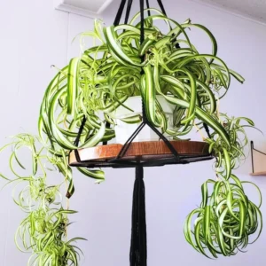 Curly Spider Plant Live Houseplant 4