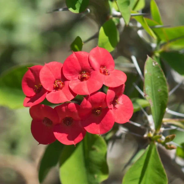 Red Crown of Thorns Plant Live Succulent Euphorbia Milii in 2 Inch Pot