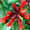 Red Lipstick Plant Live Houseplant 4 Inch Pot Aeschynanthus Vine