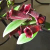 Lipstick Plant - Purple Star Aeschynanthus Radicans - 4 Inch Potted Houseplant