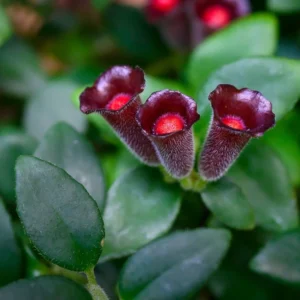 Lipstick Plant - Purple Star Aeschynanthus Radicans - 4 Inch Potted Houseplant