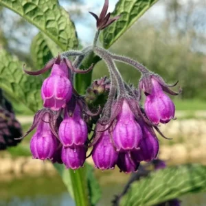 Comfrey Roots Live Starter Plants - Pack of 10 Comfrey Herb Plants