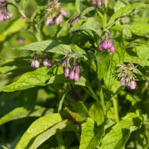 Comfrey Roots Live Starter Plants - Pack of 10 Comfrey Herb Plants